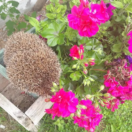 Unterhof 3* פלאכאו